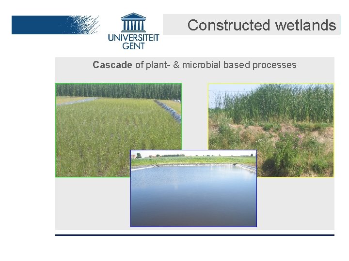 Constructed wetlands Cascade of plant- & microbial based processes 