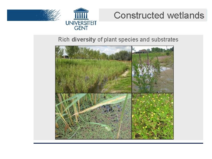 Constructed wetlands Rich diversity of plant species and substrates 