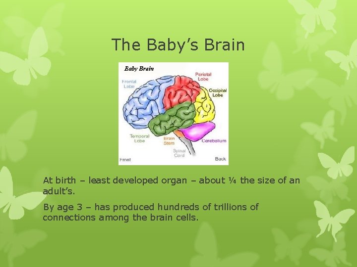 The Baby’s Brain At birth – least developed organ – about ¼ the size