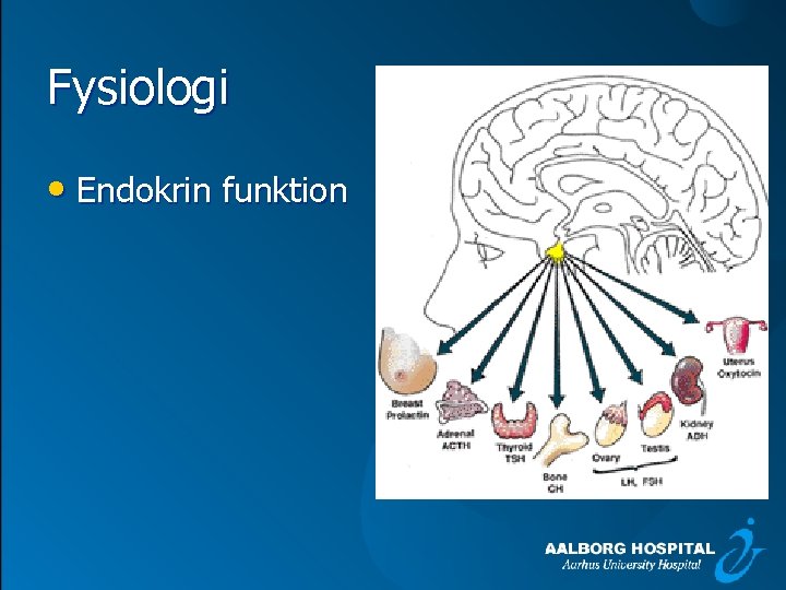 Fysiologi • Endokrin funktion 