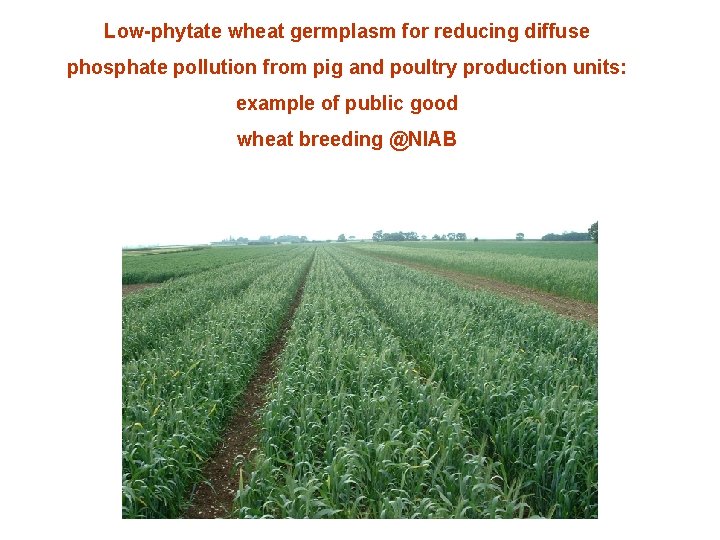 Low-phytate wheat germplasm for reducing diffuse phosphate pollution from pig and poultry production units: