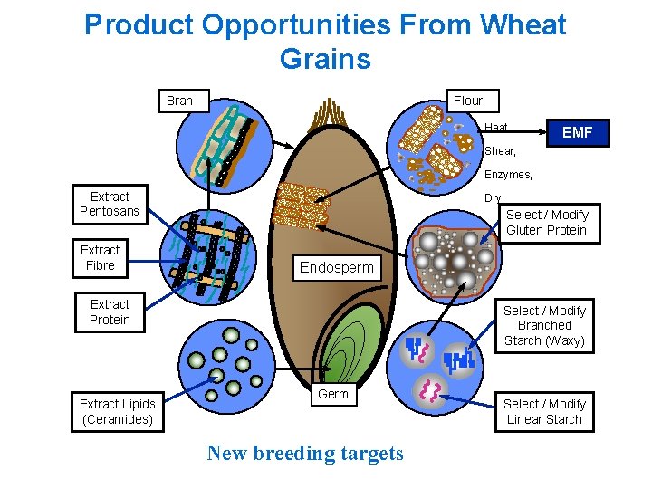 Product Opportunities From Wheat Grains Bran Flour Heat, EMF Shear, Enzymes, Extract Pentosans Extract