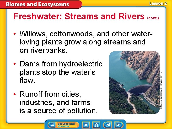 Freshwater: Streams and Rivers (cont. ) • Willows, cottonwoods, and other waterloving plants grow