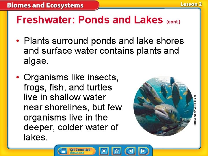 Freshwater: Ponds and Lakes (cont. ) • Plants surround ponds and lake shores and