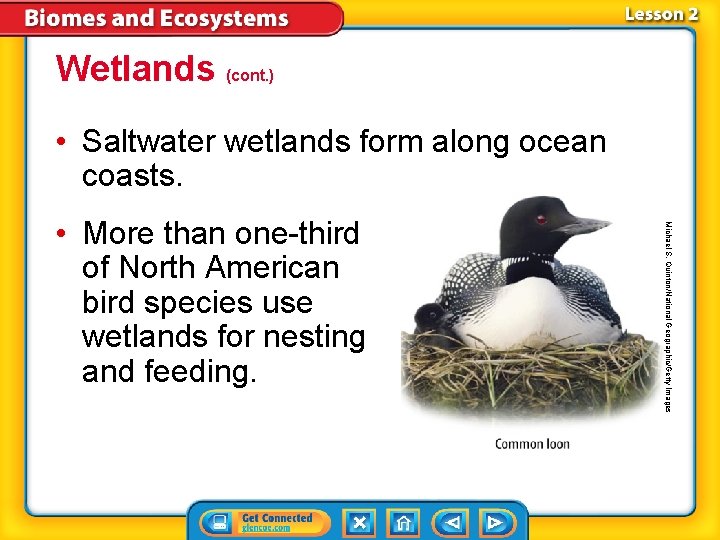 Wetlands (cont. ) • Saltwater wetlands form along ocean coasts. Michael S. Quinton/National Geographic/Getty