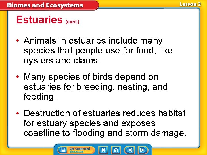 Estuaries (cont. ) • Animals in estuaries include many species that people use for