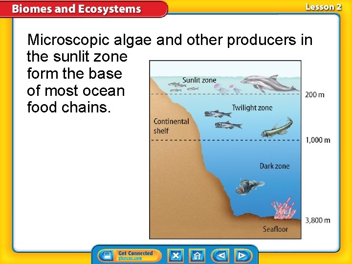 Microscopic algae and other producers in the sunlit zone form the base of most