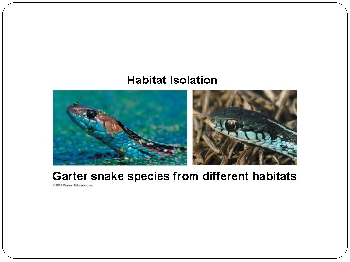 Habitat Isolation Garter snake species from different habitats 