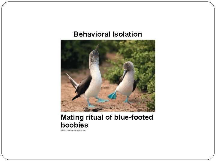 Behavioral Isolation Mating ritual of blue-footed boobies 