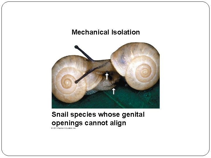 The Origin of Species Ch 24 Lecture Objectives