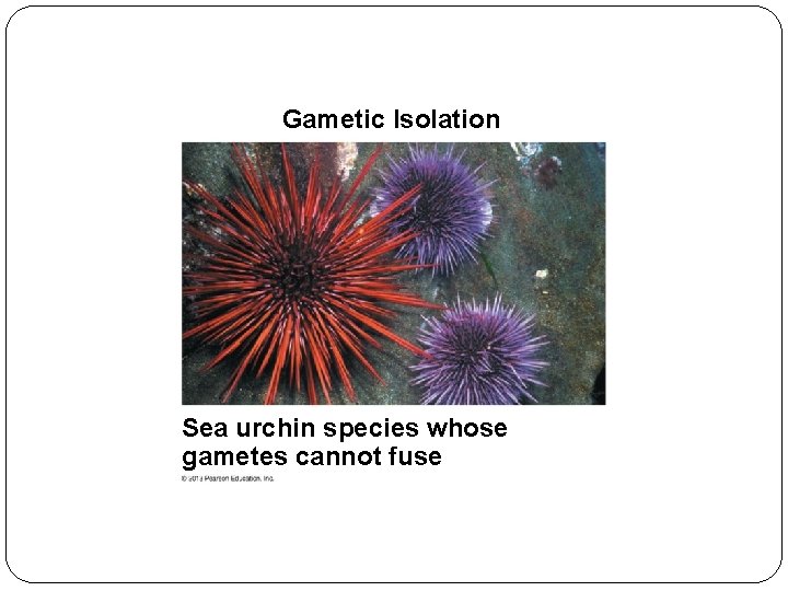 Gametic Isolation Sea urchin species whose gametes cannot fuse 