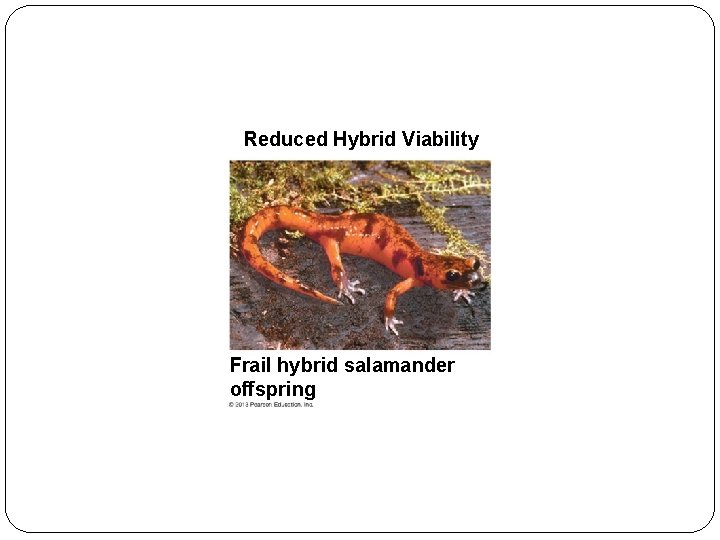 Reduced Hybrid Viability Frail hybrid salamander offspring 