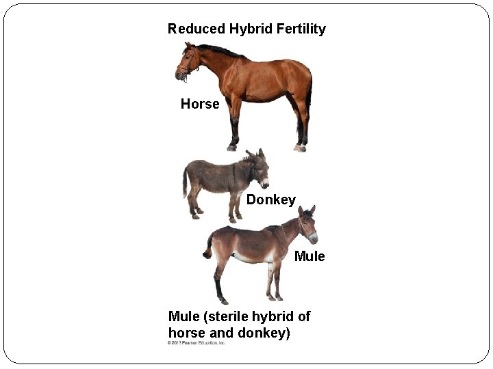 Reduced Hybrid Fertility Horse Donkey Mule (sterile hybrid of horse and donkey) 