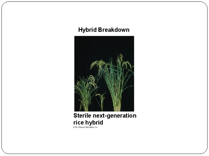 Hybrid Breakdown Sterile next-generation rice hybrid 
