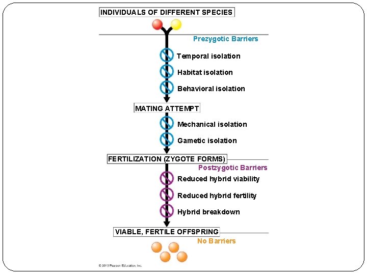 INDIVIDUALS OF DIFFERENT SPECIES Prezygotic Barriers Temporal isolation Habitat isolation Behavioral isolation MATING ATTEMPT