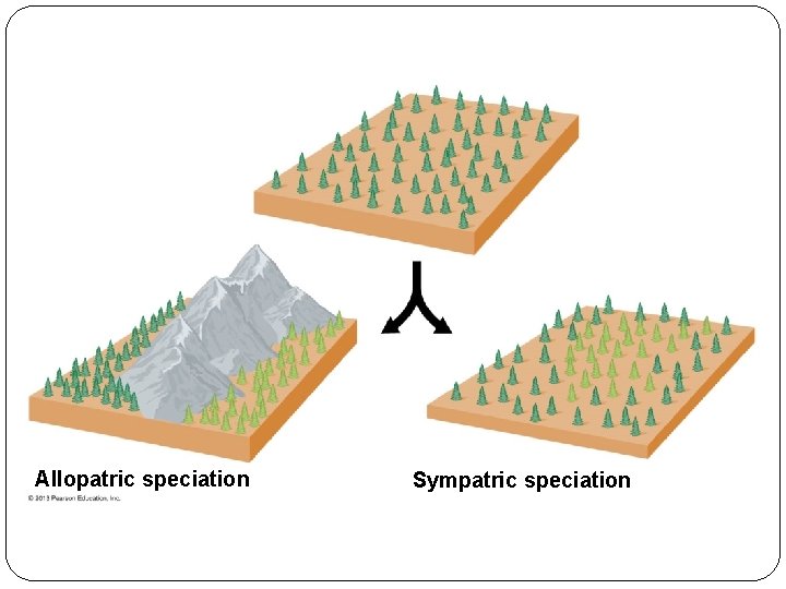Allopatric speciation Sympatric speciation 