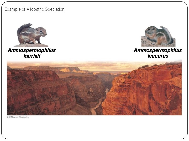 Example of Allopatric Speciation Ammospermophilus harrisii Ammospermophilus leucurus 