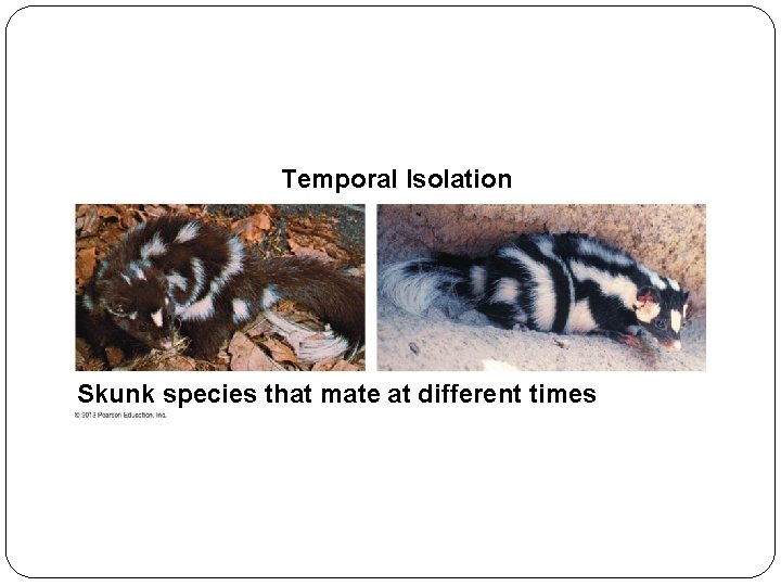 Temporal Isolation Skunk species that mate at different times 