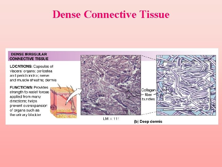 Dense Connective Tissue 