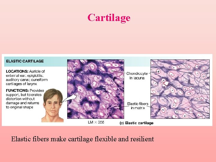 Cartilage Elastic fibers make cartilage flexible and resilient 