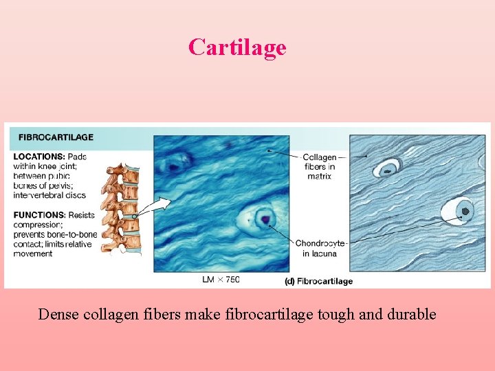 Cartilage Dense collagen fibers make fibrocartilage tough and durable 