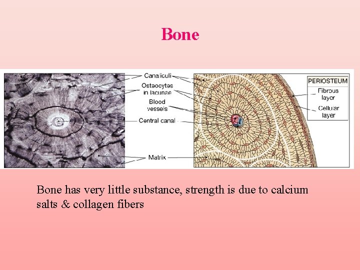 Bone has very little substance, strength is due to calcium salts & collagen fibers