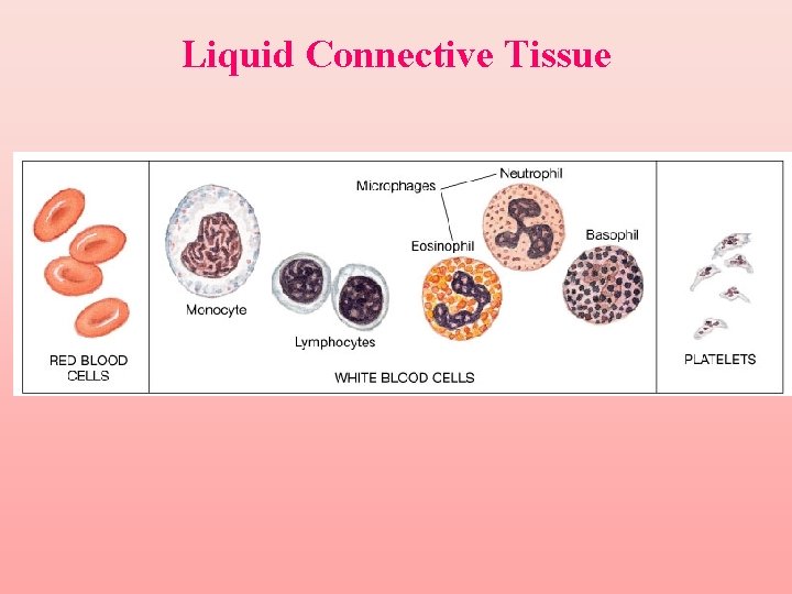 Liquid Connective Tissue 