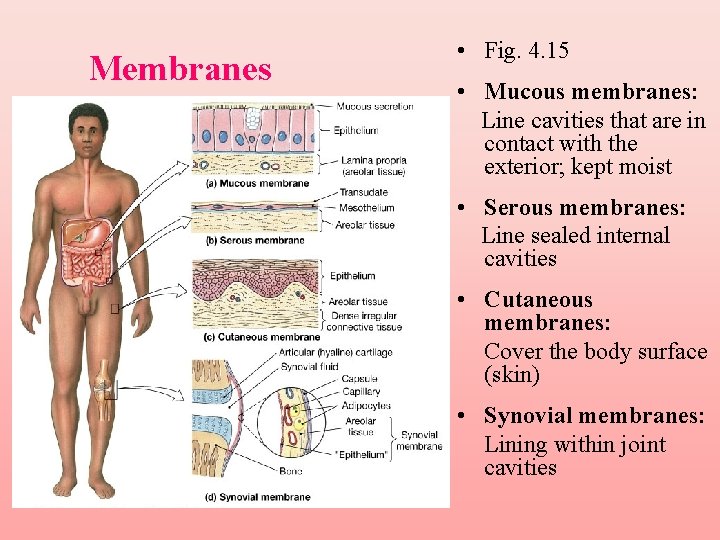 Membranes • Fig. 4. 15 • Mucous membranes: Line cavities that are in contact