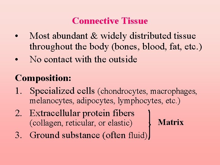 Connective Tissue • • Most abundant & widely distributed tissue throughout the body (bones,