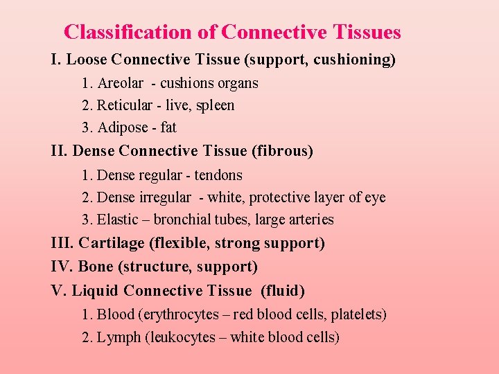 Classification of Connective Tissues I. Loose Connective Tissue (support, cushioning) 1. Areolar - cushions