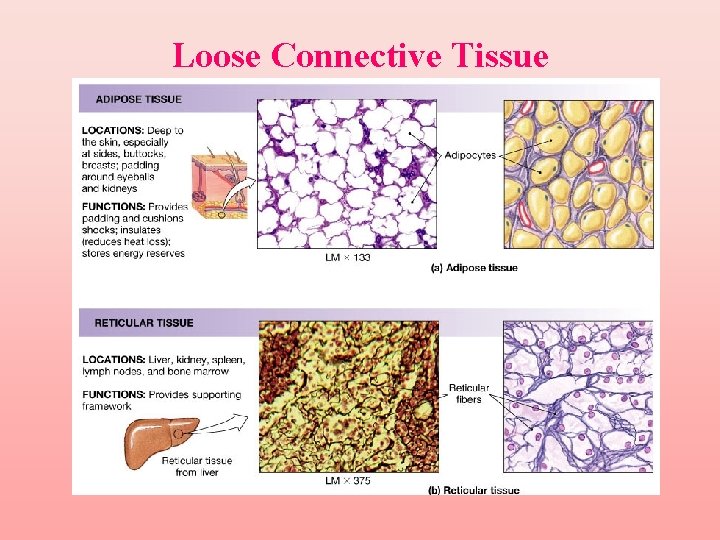 Loose Connective Tissue 