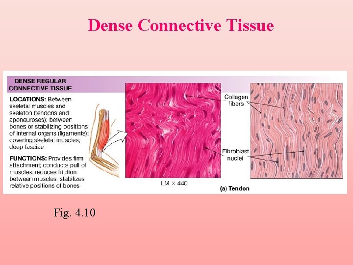 Dense Connective Tissue Fig. 4. 10 