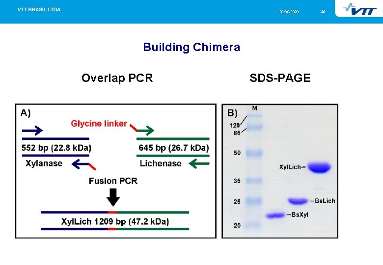 29/09/2020 Building Chimera Overlap PCR SDS-PAGE 28 
