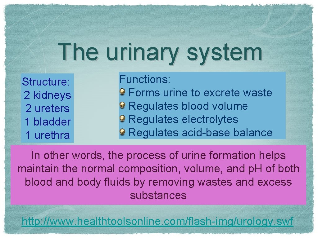 The Urinary System Structure 2 Kidneys 2 Ureters