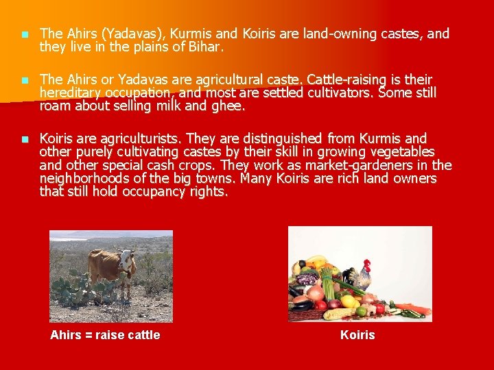 n The Ahirs (Yadavas), Kurmis and Koiris are land-owning castes, and they live in