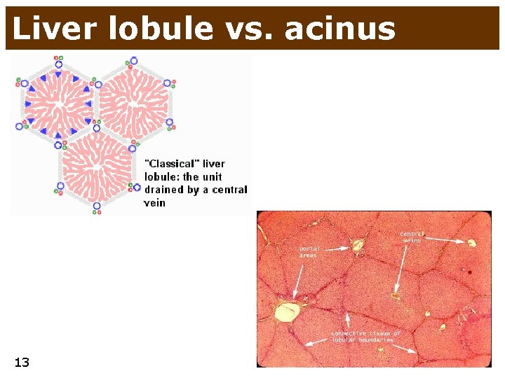 Liver lobule vs. acinus 13 