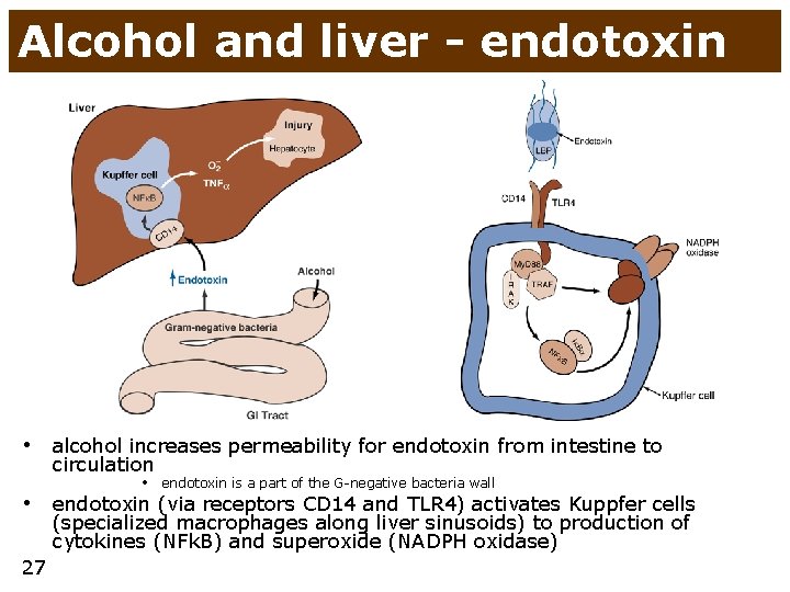 Alcohol and liver - endotoxin • alcohol increases permeability for endotoxin from intestine to