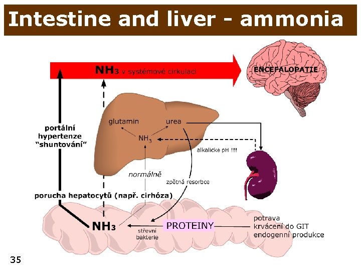 Intestine and liver - ammonia 35 