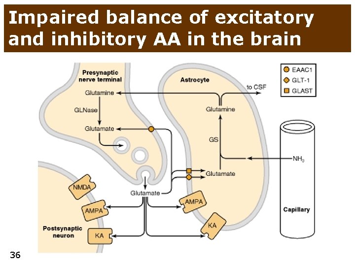 Impaired balance of excitatory and inhibitory AA in the brain 36 