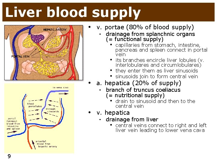 Liver blood supply • v. portae (80% of blood supply) • drainage from splanchnic Liver blood supply • v. portae (80% of blood supply) • drainage from splanchnic