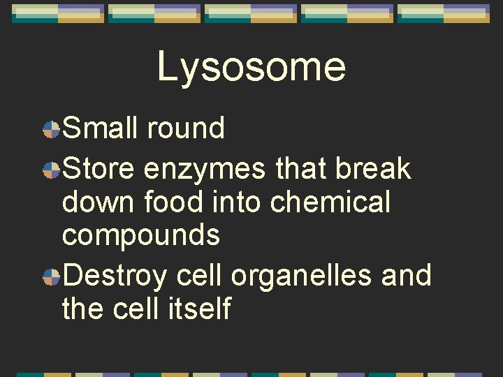 Lysosome Small round Store enzymes that break down food into chemical compounds Destroy cell