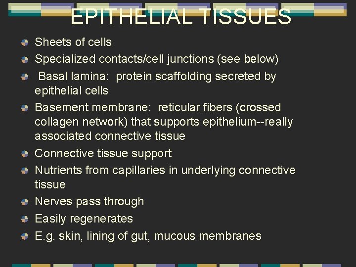 EPITHELIAL TISSUES Sheets of cells Specialized contacts/cell junctions (see below) Basal lamina: protein scaffolding