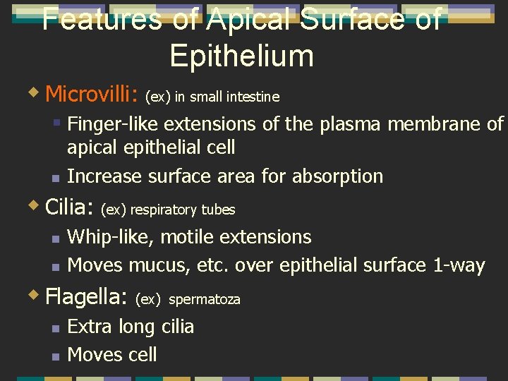 Features of Apical Surface of Epithelium w Microvilli: (ex) in small intestine § Finger-like