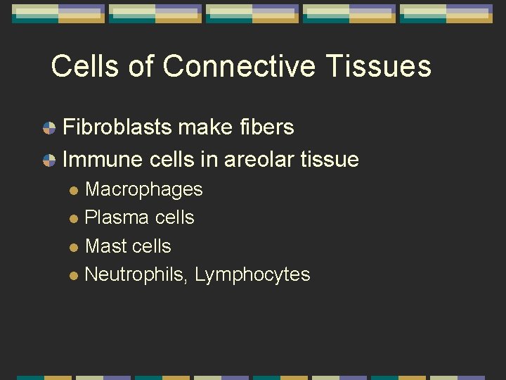 Cells of Connective Tissues Fibroblasts make fibers Immune cells in areolar tissue Macrophages l
