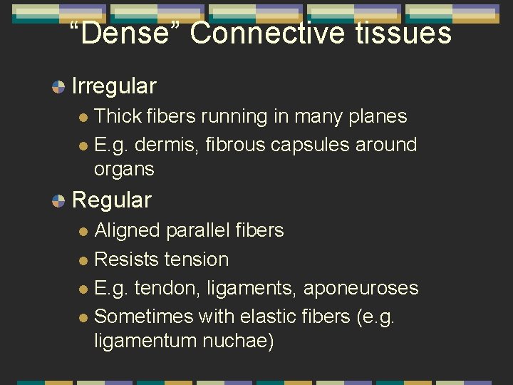 “Dense” Connective tissues Irregular Thick fibers running in many planes l E. g. dermis,