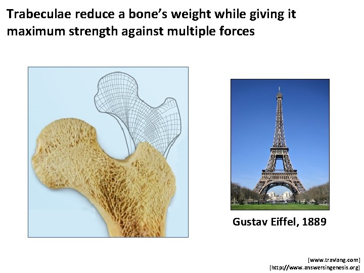 Trabeculae reduce a bone’s weight while giving it maximum strength against multiple forces Gustav