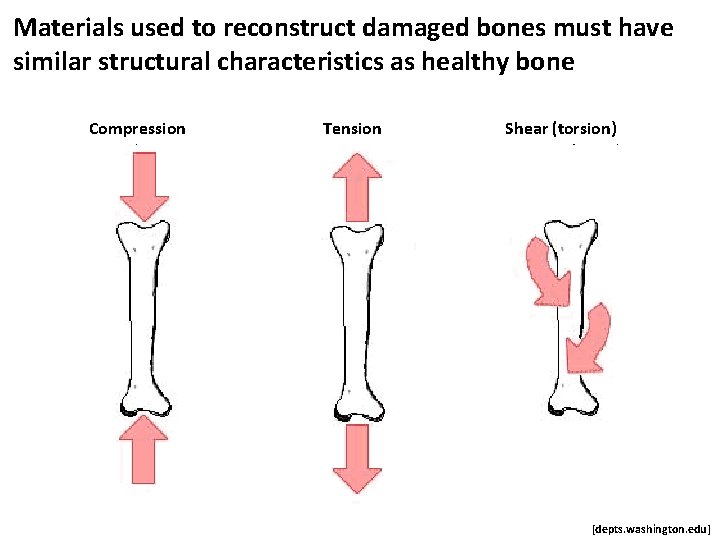 Materials used to reconstruct damaged bones must have similar structural characteristics as healthy bone
