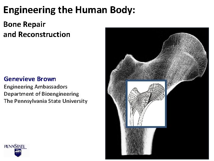 Engineering the Human Body: Bone Repair and Reconstruction Genevieve Brown Engineering Ambassadors Department of