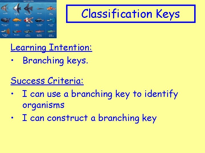 Appropriate Clip art to topic Classification Keys Learning Intention: • Branching keys. Success Criteria: