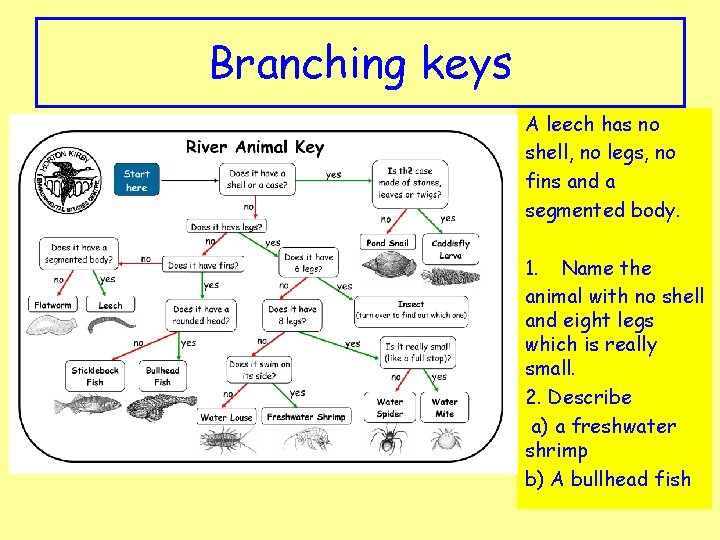 Branching keys A leech has no shell, no legs, no fins and a segmented